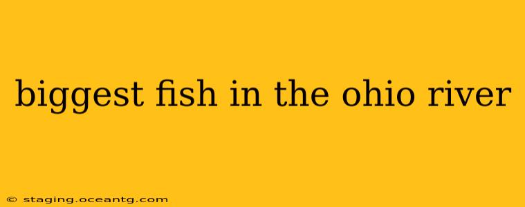 biggest fish in the ohio river