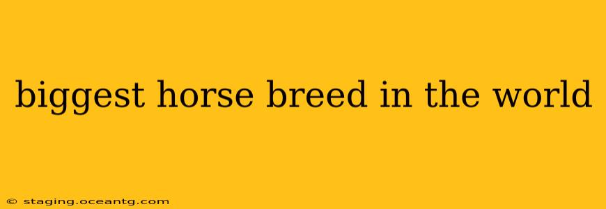 biggest horse breed in the world