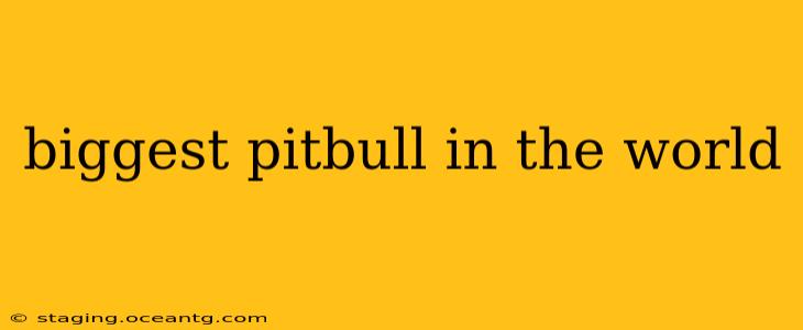biggest pitbull in the world