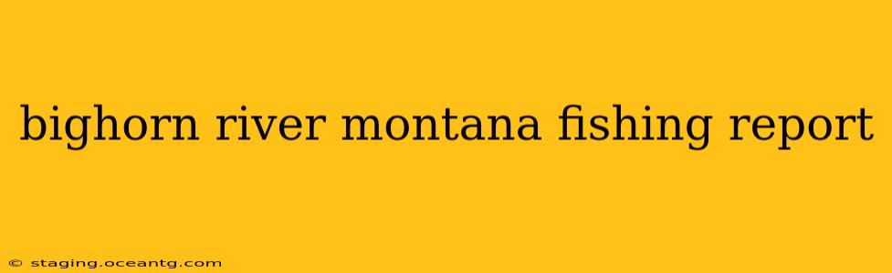 bighorn river montana fishing report