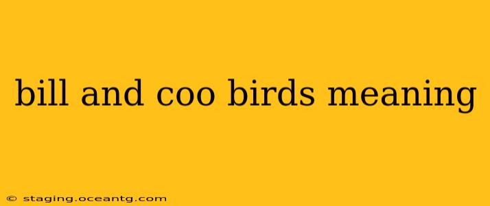 bill and coo birds meaning