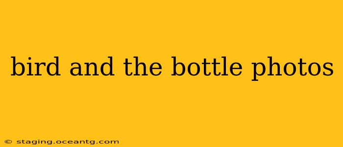 bird and the bottle photos
