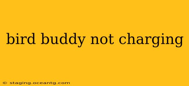 bird buddy not charging