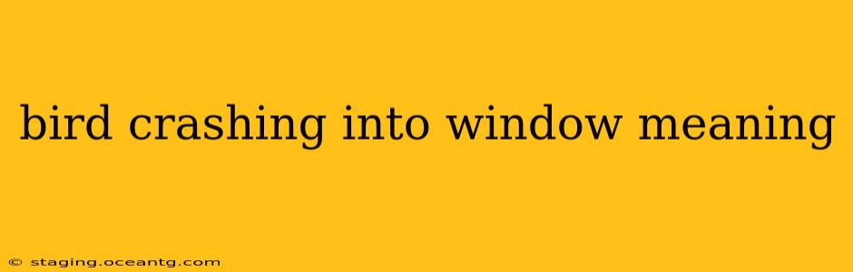 bird crashing into window meaning