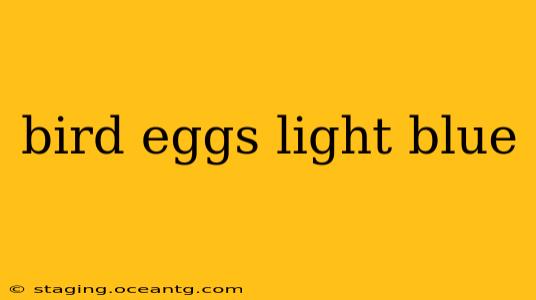 bird eggs light blue
