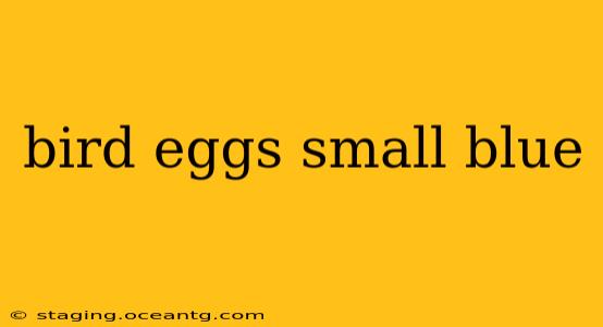 bird eggs small blue