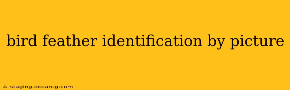 bird feather identification by picture