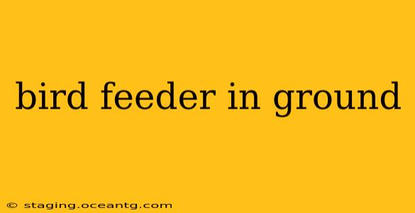 bird feeder in ground