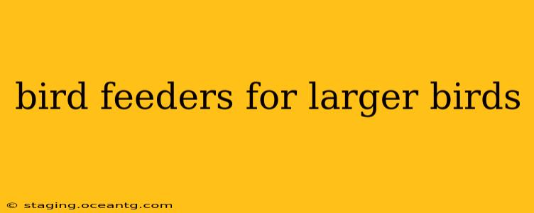 bird feeders for larger birds