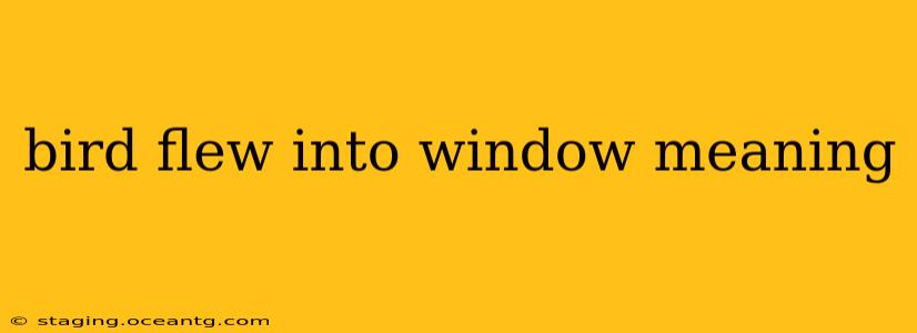bird flew into window meaning