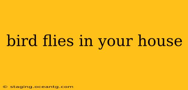 bird flies in your house