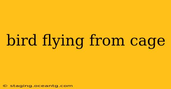 bird flying from cage