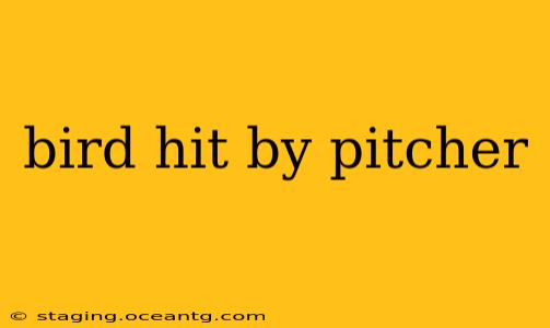 bird hit by pitcher