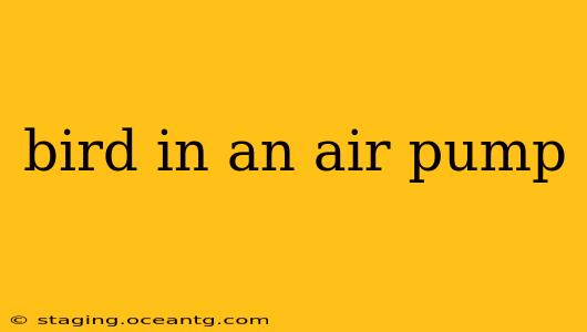 bird in an air pump