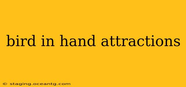 bird in hand attractions
