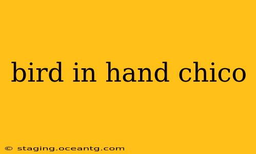 bird in hand chico