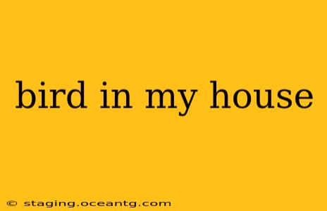 bird in my house