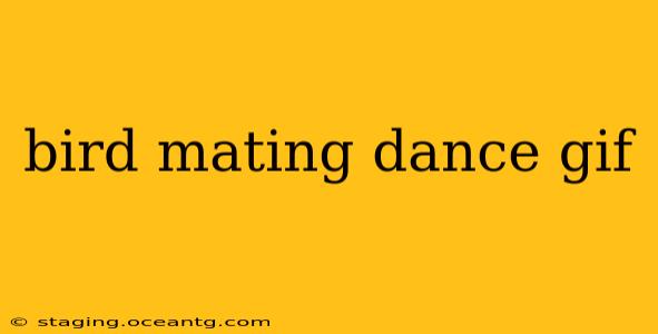 bird mating dance gif