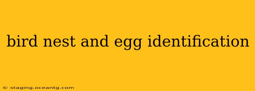 bird nest and egg identification