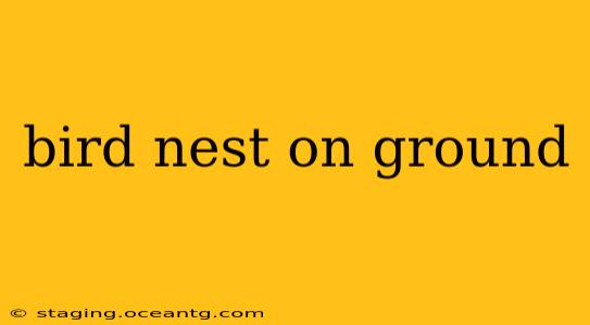 bird nest on ground