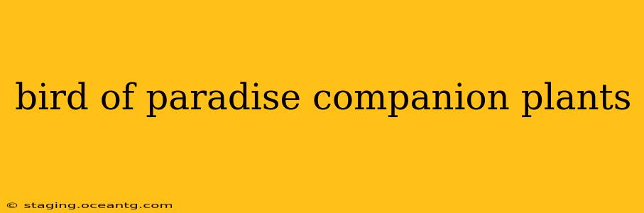 bird of paradise companion plants
