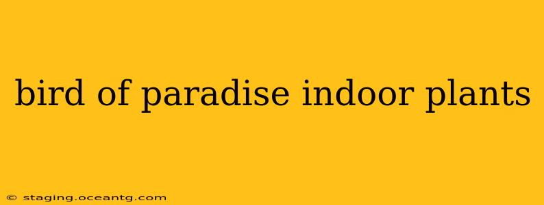 bird of paradise indoor plants