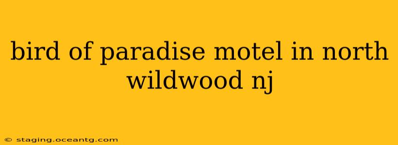 bird of paradise motel in north wildwood nj