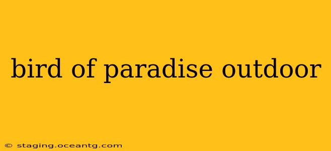 bird of paradise outdoor