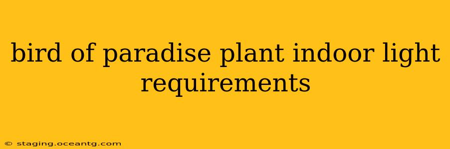 bird of paradise plant indoor light requirements