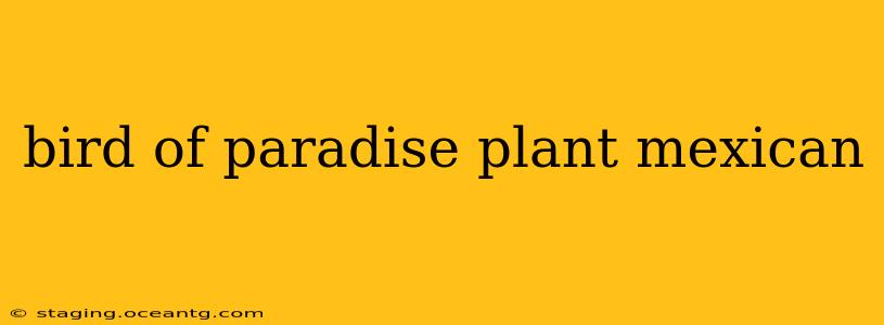 bird of paradise plant mexican
