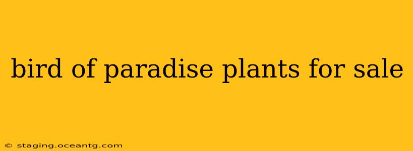 bird of paradise plants for sale