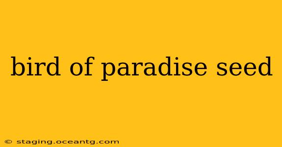bird of paradise seed