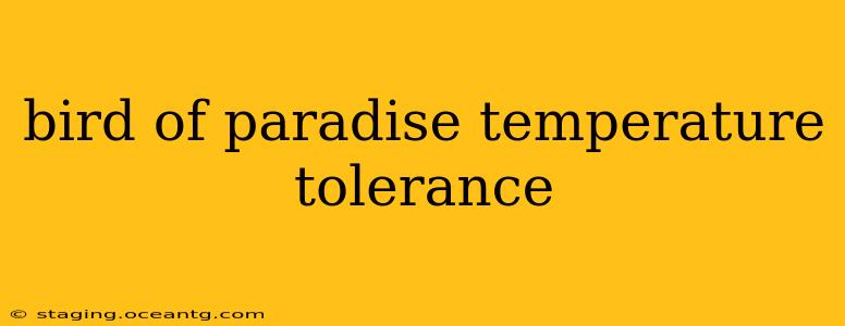 bird of paradise temperature tolerance