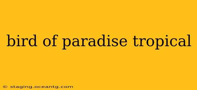 bird of paradise tropical