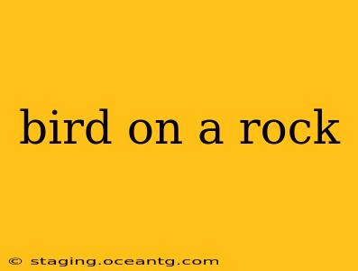 bird on a rock