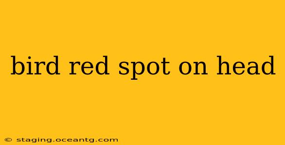bird red spot on head