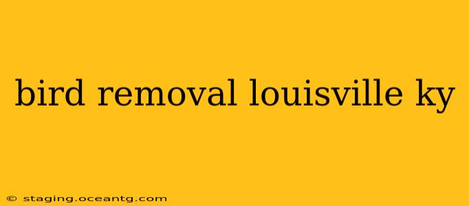 bird removal louisville ky
