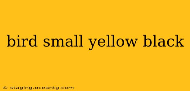 bird small yellow black