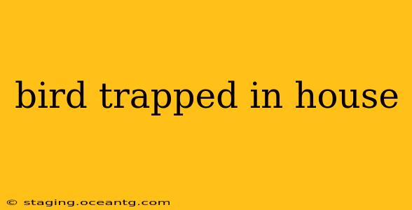 bird trapped in house