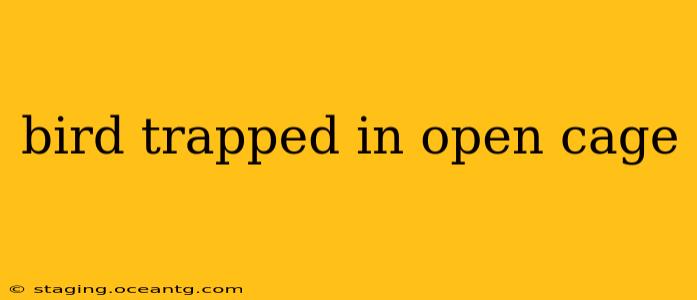 bird trapped in open cage