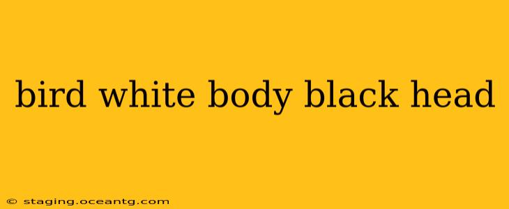 bird white body black head