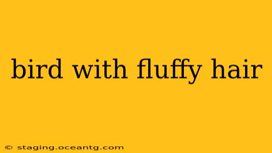 bird with fluffy hair