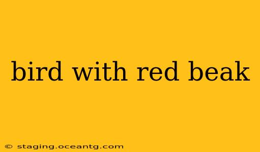 bird with red beak