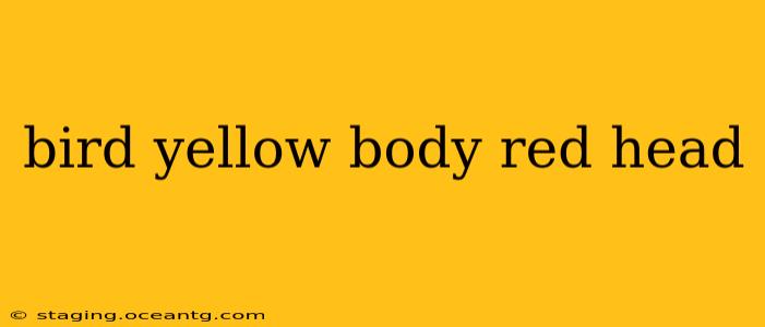 bird yellow body red head