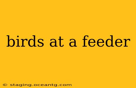 birds at a feeder