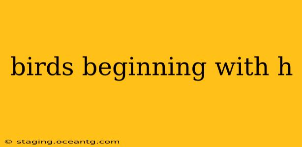 birds beginning with h