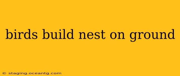 birds build nest on ground