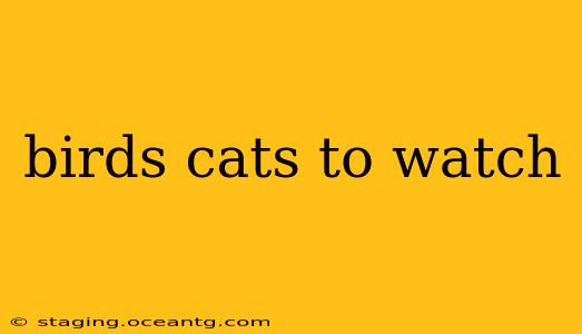birds cats to watch