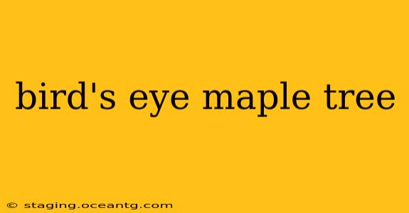 bird's eye maple tree