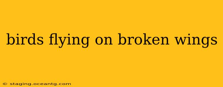 birds flying on broken wings